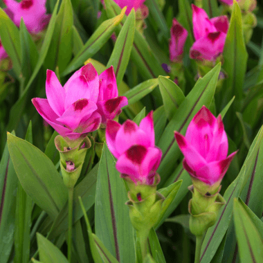 curcuma-2-evolution