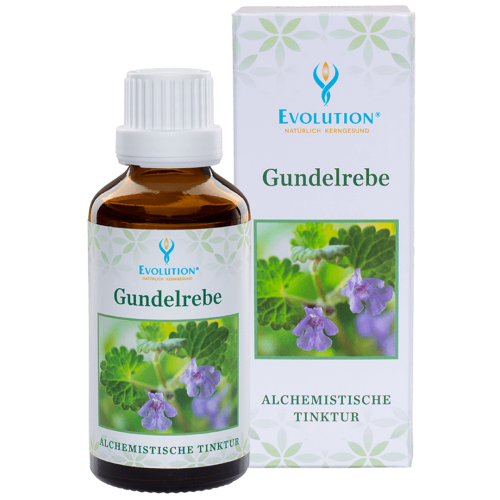 Abbildung des Produkts "Gundelrebe Tinktur" von EVOLUTION International, das in einer kleinen, braunen Glasflasche mit weißem Verschluss abgefüllt wird