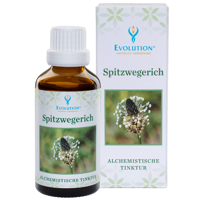 Spitzwegerich Tinktur