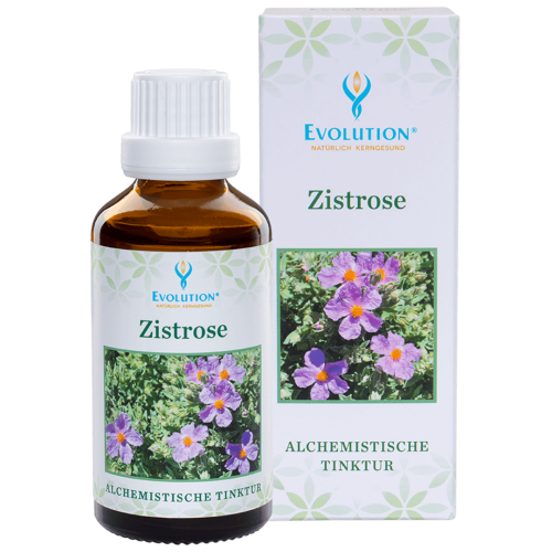 Abbildung des Produkts "Zistrose Tinktur" von EVOLUTION International, das in einer kleinen, braunen Glasflasche mit weißem Verschluss abgefüllt wird.