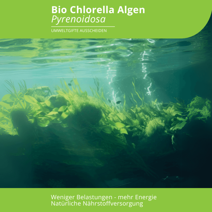 Bio Chlorella Pyrenoidosa Algen - Image 2