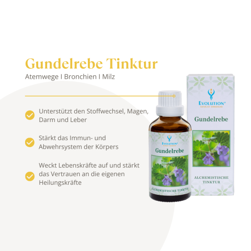 Abbildung des Produkts Gundelrebe Tinktur von EVOLUTION International und Auflistung der gesundheitlichen Vorteile für Atemwege, Bronchien und die Milz.