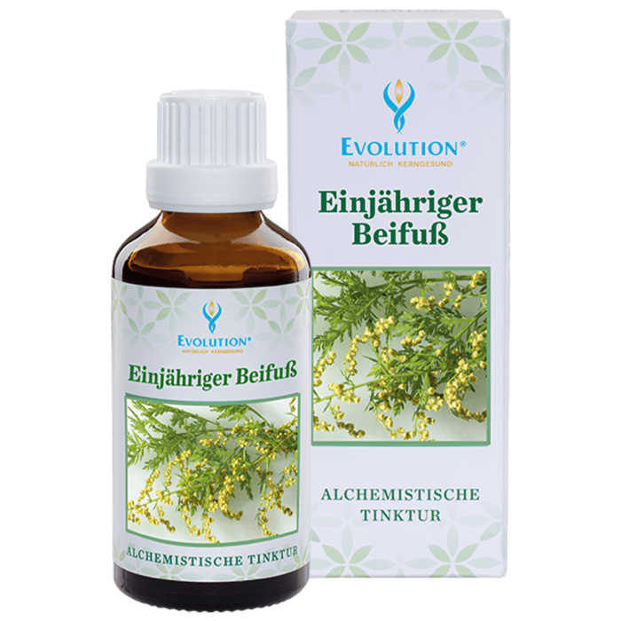 Beifuß Tinktur - einjährig