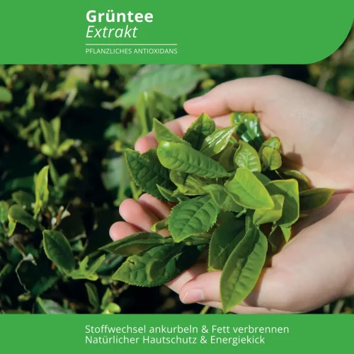 Abbildung mit frischem Grüntee, der Stoffwechsel ankurbelt, Fett verbrennt und als natürlicher Hautschutz und Energiekick fungiert. Die Abbildung steht in Zusammenhang mit dem Produkt "Grüntee Extrakt" von EVOLUTION International.