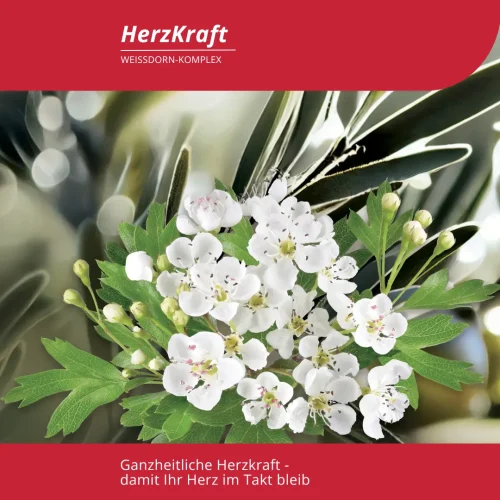Weißdorn-Blüten für ganzheitliche Herzgesundheit.