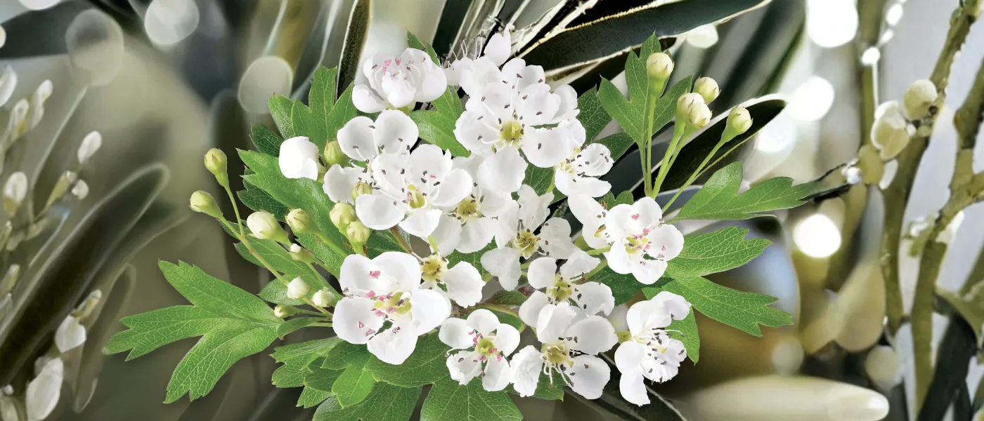 Blühende Weißdornblüten mit grünen Blättern