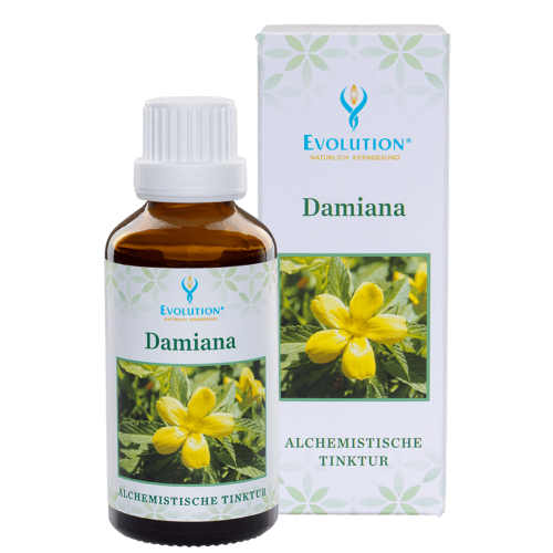 Abbildung des Produkts "Damiana Tinktur" von EVOLUTION International, das in einer kleinen, braunen Glasflasche mit weißem Verschluss abgefüllt wird.